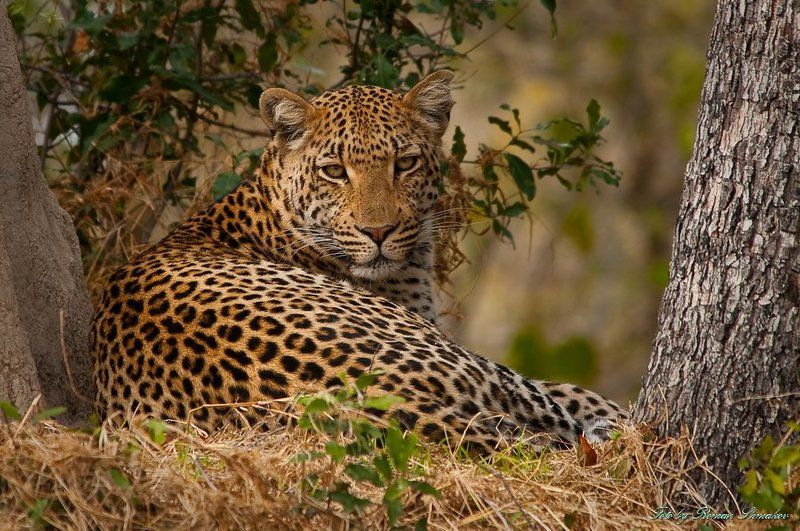 Леопардикphoto preview