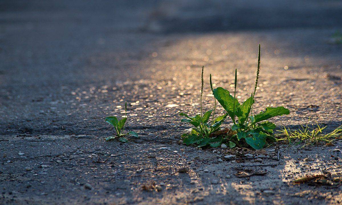 ***. Автор: Роман Белоцерковец , Роман Белоцерковец