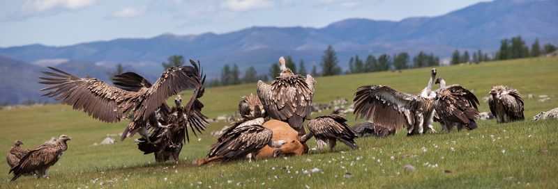 ПИР...photo preview