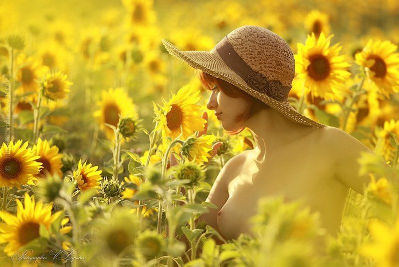 Sunflowerphoto preview