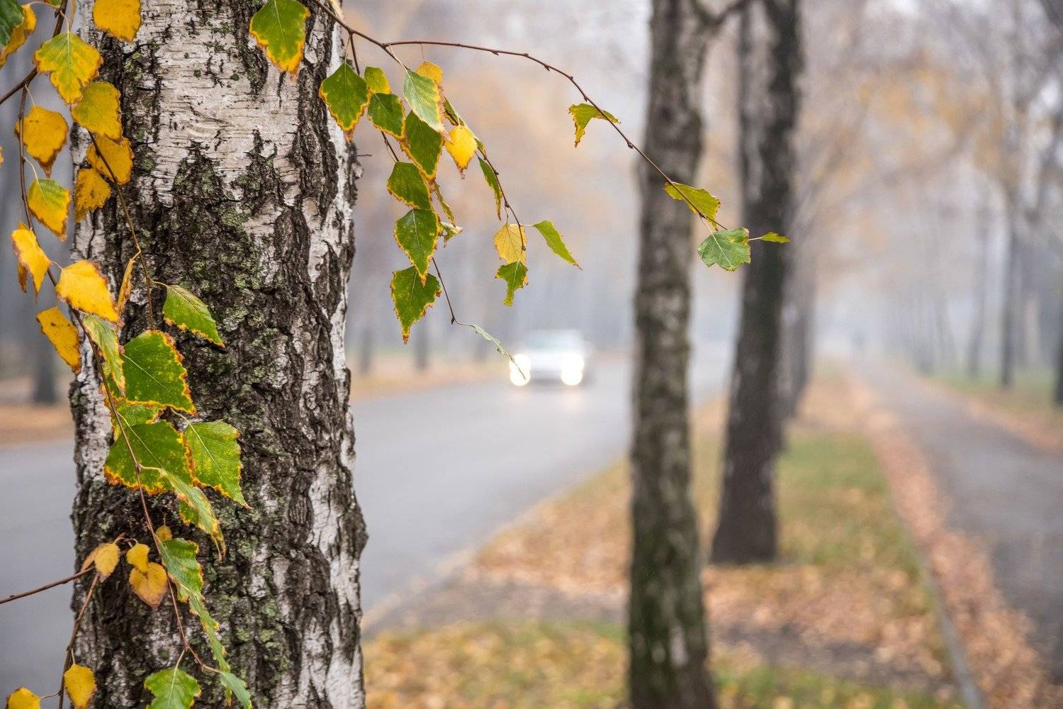 , Игорь Квочка