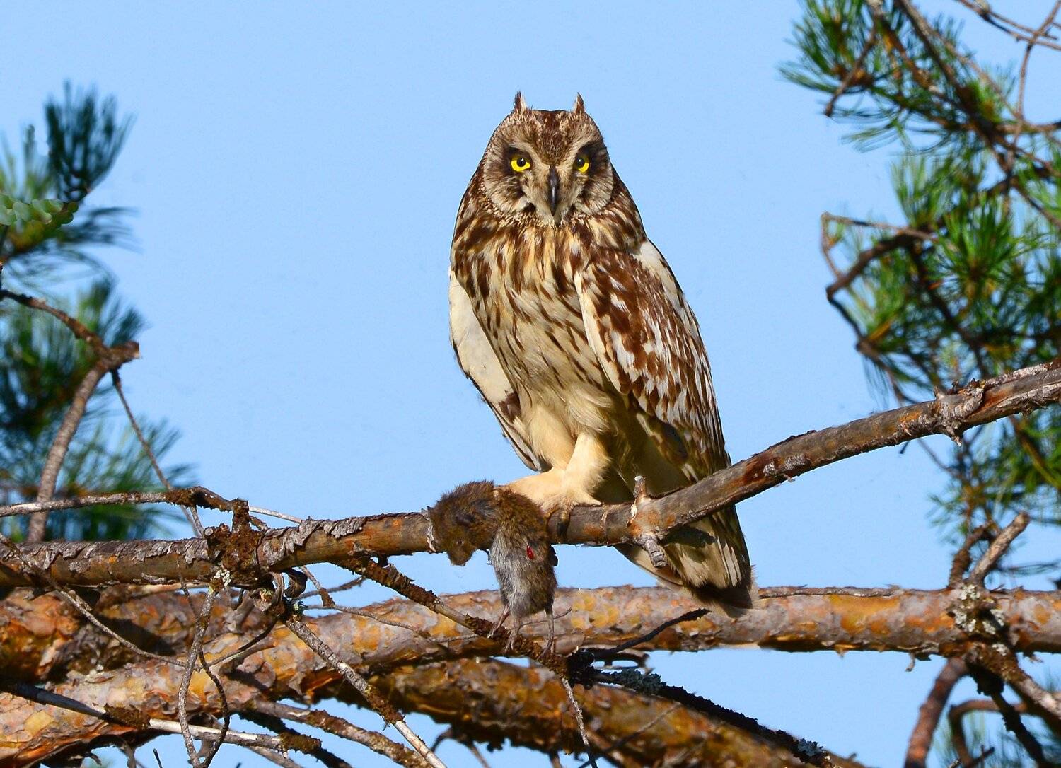 , Михаил Белоусов