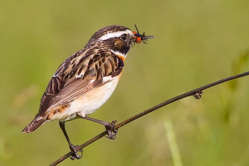 Завтрак для детишек.photo preview