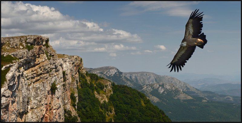 Белоголовый сип, Крым Там, где живут эти гордые птицыphoto preview