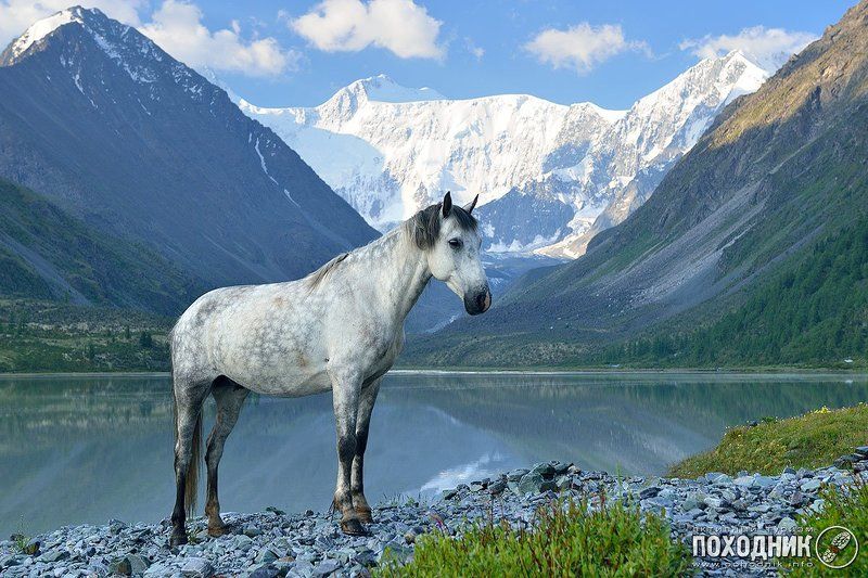 Белая лошадь на фоне Белухиphoto preview