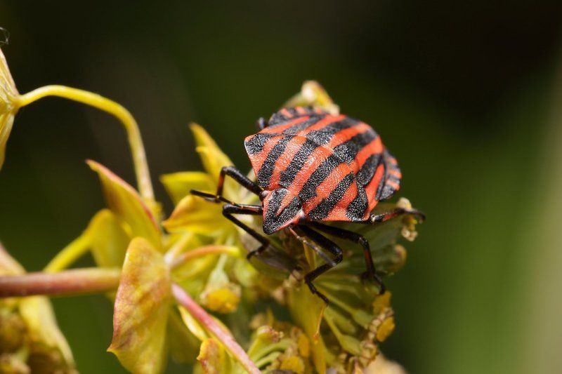 nikon, d7000, macro, close-up, insect, bug, hemiptera, graphosoma lineatum, клоп, щитник линейчатый, макро, насекомое The Bugphoto preview