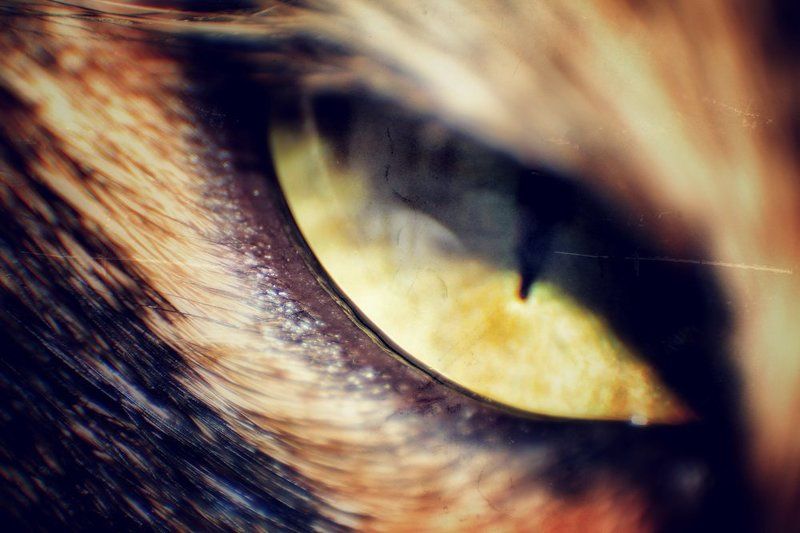 глаза, кот, кошки частицыphoto preview