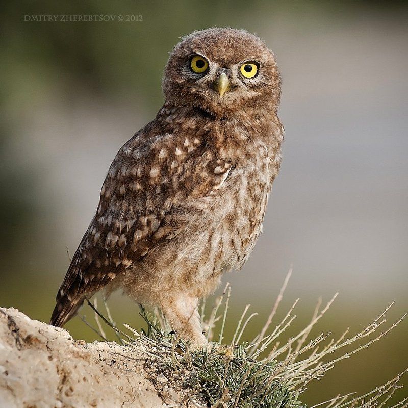 сыч, домовой Сычикphoto preview