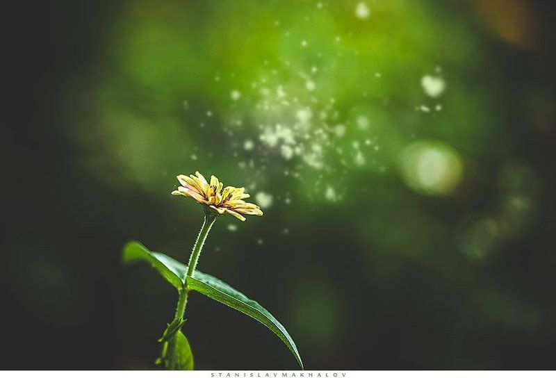 Flowerphoto preview