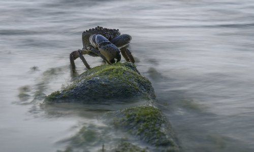 КОРОЛЬ ГОРЫ