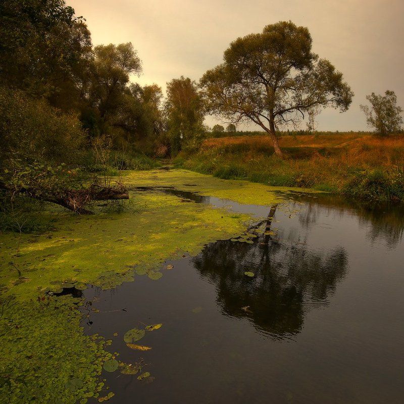 пейзаж, пруд, дерево вдали от суетыphoto preview