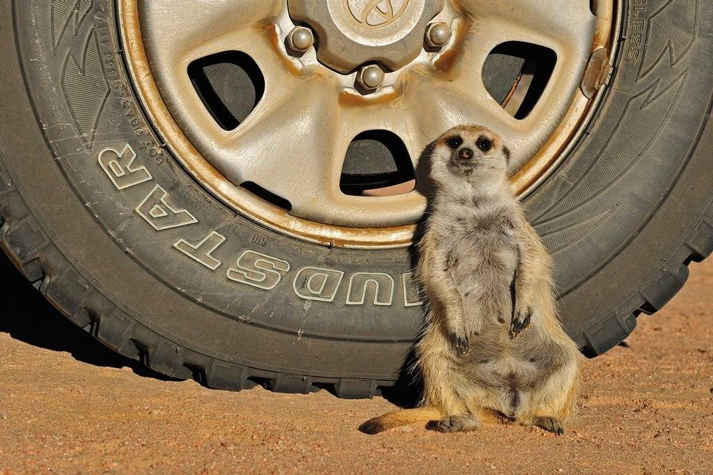 Пит-стоп. Автор: Алексей Тищенко , Алексей Тищенко