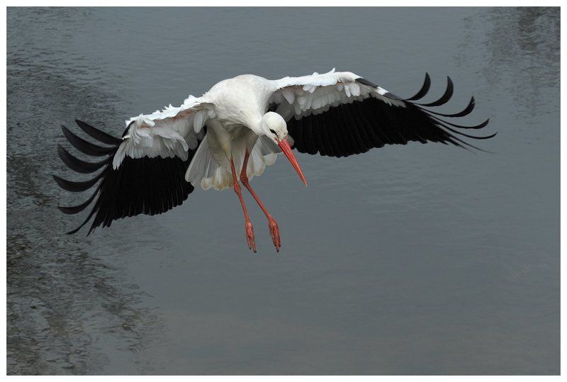 белый аист, полет, ciconia ciconia, action, flight, the netherlands Белый аист длинноногийphoto preview