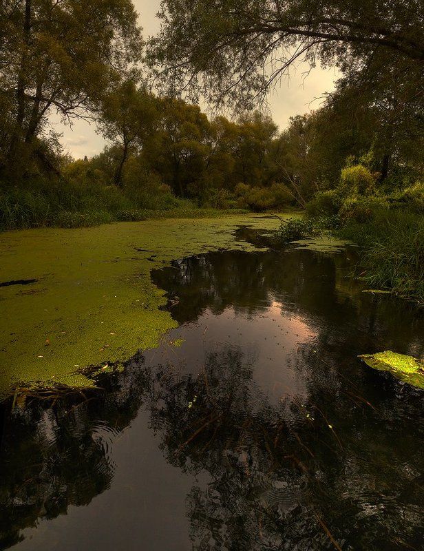 пруд, лето, пейзаж в лесной глушиphoto preview