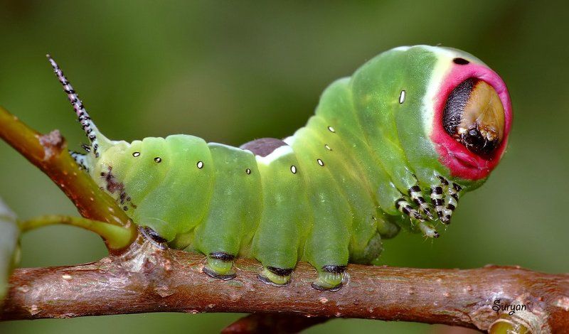 лето, веточка, гарпия Далеко ли эти ножки уведут егоphoto preview