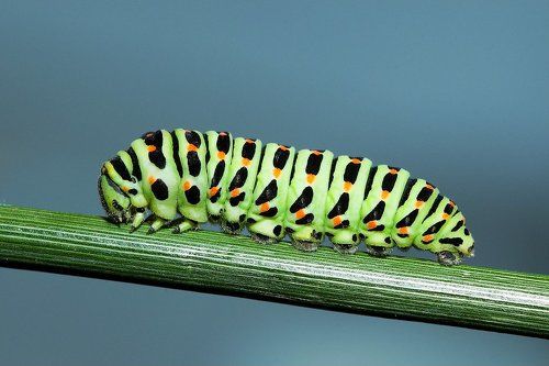 Papilio machaon