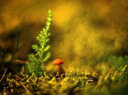 somewhere deep in the forest