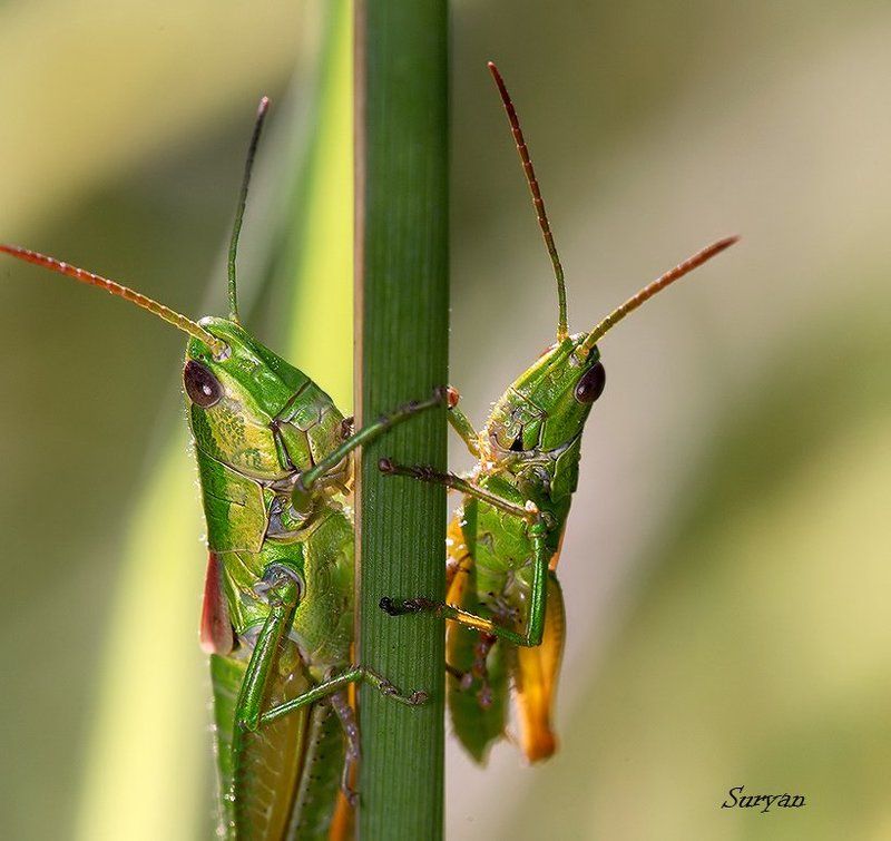 лето, трава, кузнечики Вот и славно, Трам-пам-памphoto preview