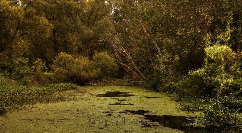 пруд, лето, пейзаж тихая заводьphoto preview