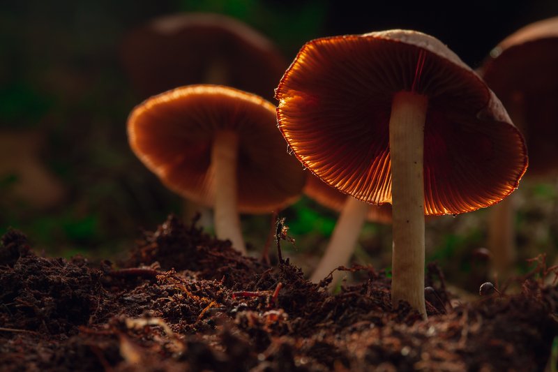 макро, грибы. светятся В СУМЕРКАХphoto preview