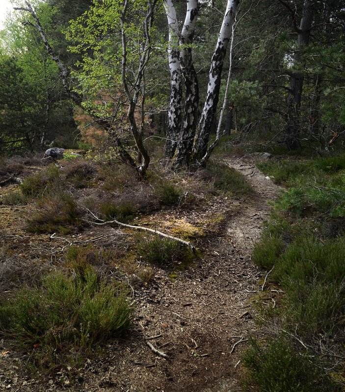 nemours, poligny, france, forêt photo preview
