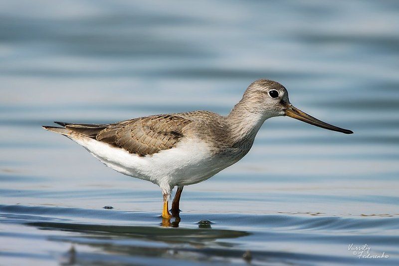 птица, кулик, мородунка, xenus, cinereus Мородункаphoto preview