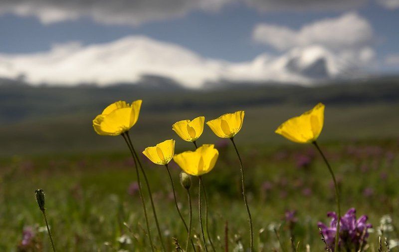 плоскогорье, укок, лето photo preview