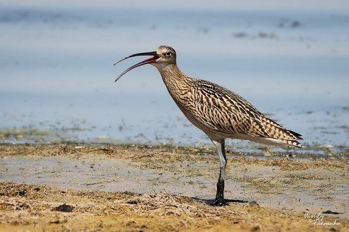 Спой птичка