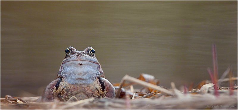 травяная, лягушка, rana, temporaria, паук Красавица с брошкойphoto preview