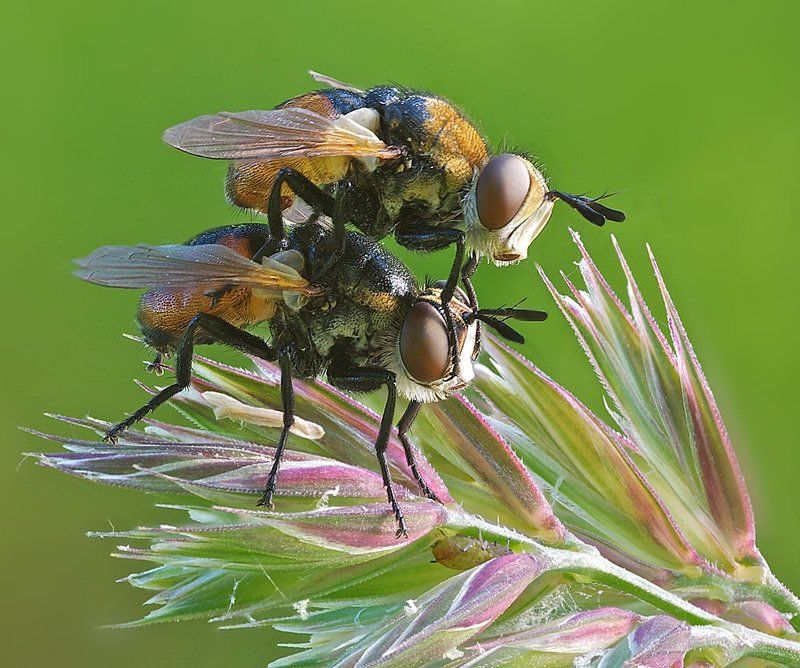 любимая! закрой глазки...photo preview