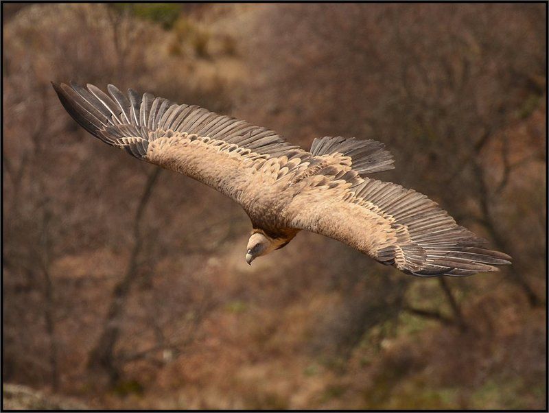 крымский, белоголовый, сип Красавцы!photo preview