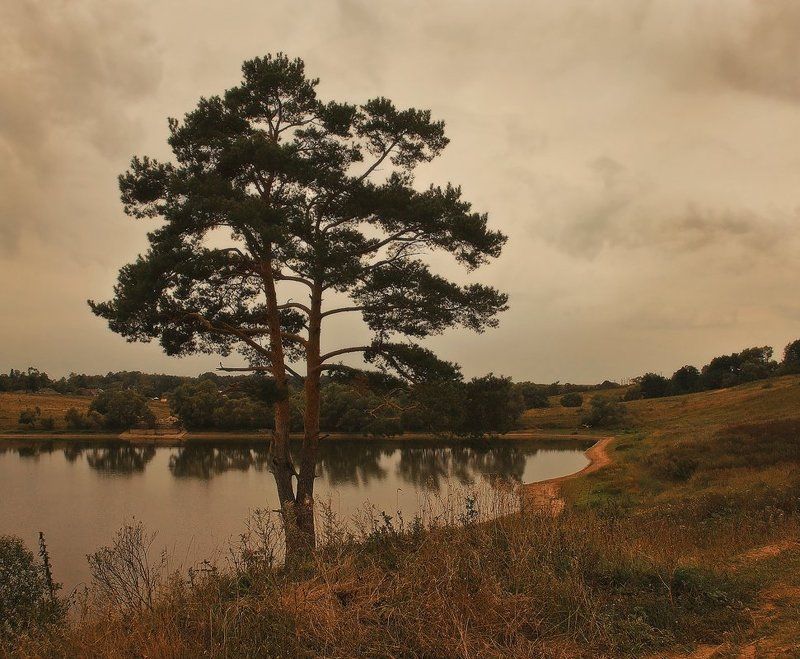 сосна, пейзаж, озеро сосновый этюдphoto preview