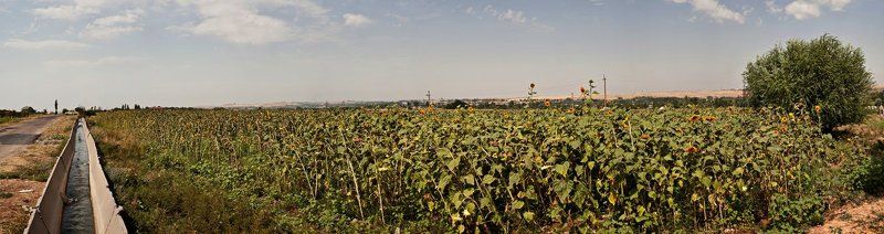 репортаж, съемка, ташкент, семечки, байбеков, руслан, baybekov, ruslan, lffenok, repotage, baybekov, ruslan photo preview