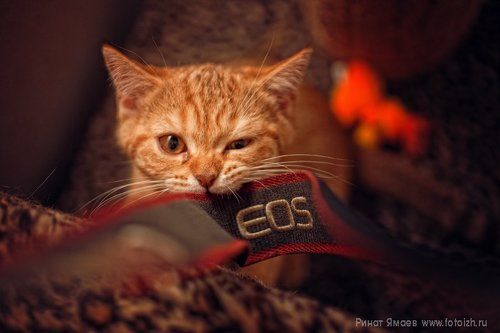 Котэ ставит точку в вечном холиваре