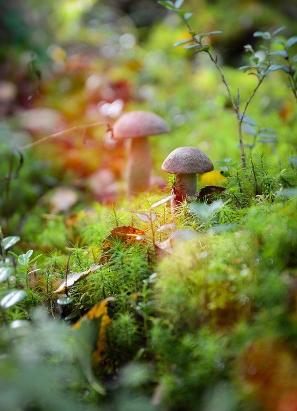 Тихая охотаphoto preview