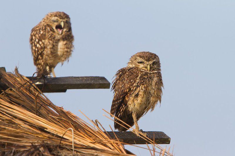 кроличий сыч, пещерная сова, птицы, бразилия, athene cunicularia Понедельник день тяжелый.photo preview