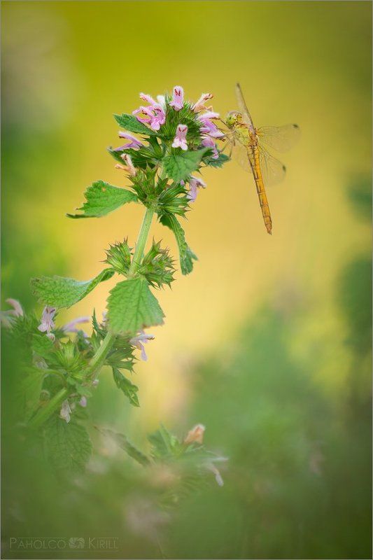 Из кустовphoto preview