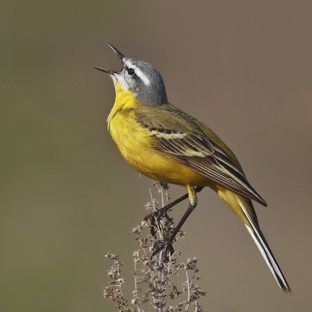 жёлтая, трясогузка, Ляпустин Юра