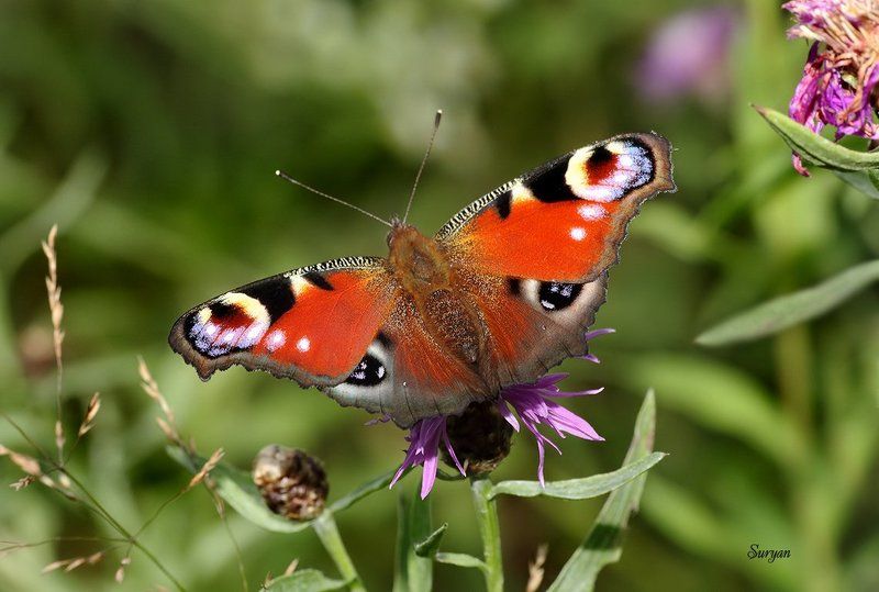 лето, бабочка, цветок Я тебя вижуphoto preview