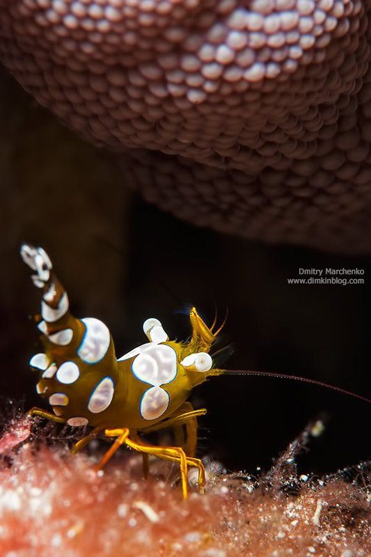 shrimp, креветка, underwater Sexy Anemone Shrimpphoto preview