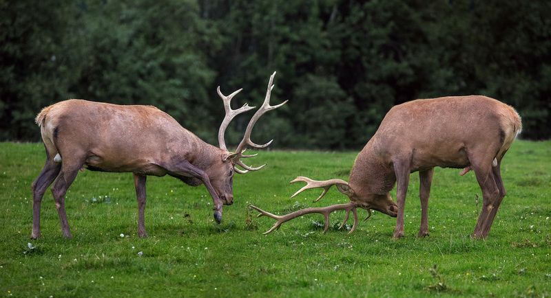 Гон оленейphoto preview