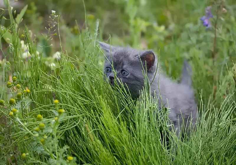 лето, котёнок Про лето...photo preview