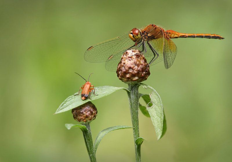 Союз рыжих.photo preview