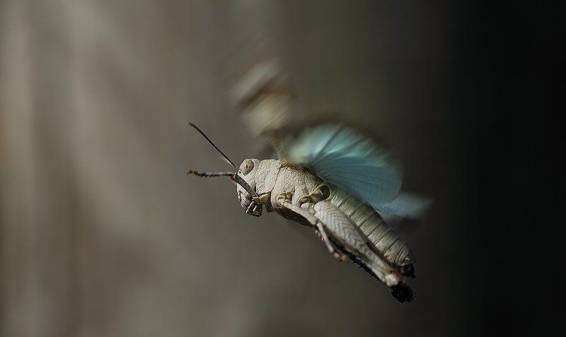 Blue wings.