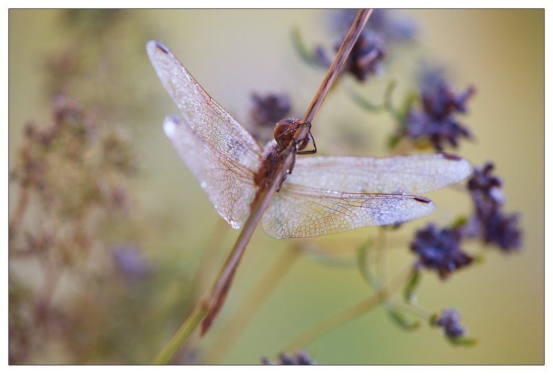 макро, стрекоза, утро, роса, степь *-*photo preview