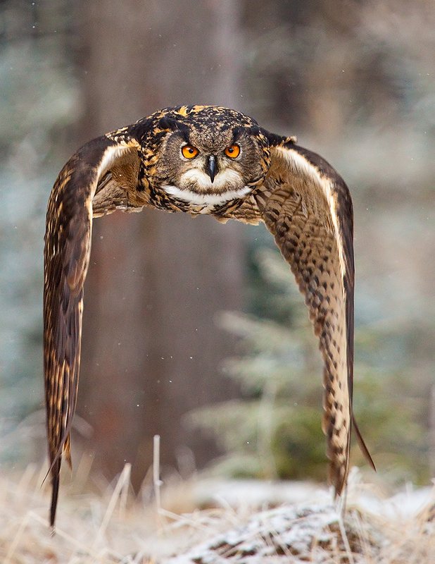 Bubo bubophoto preview