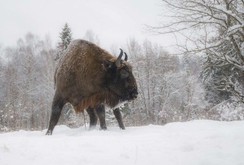 Моя территория