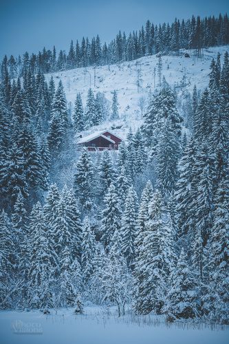 White world