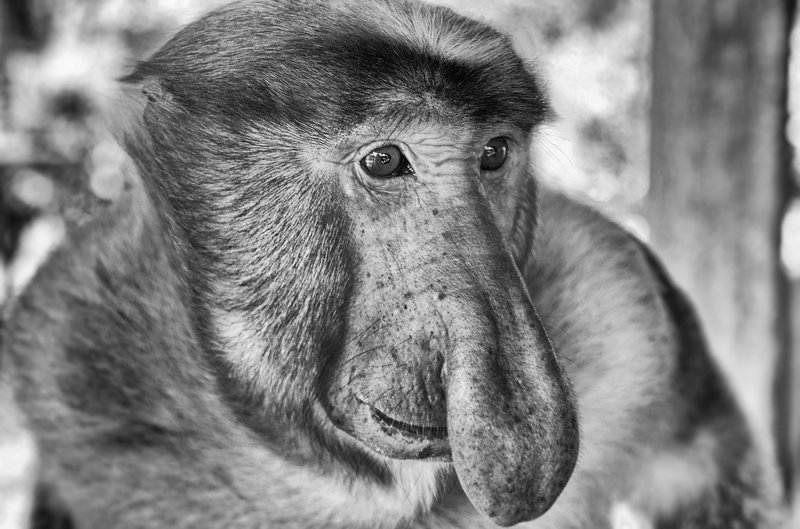 Носачphoto preview