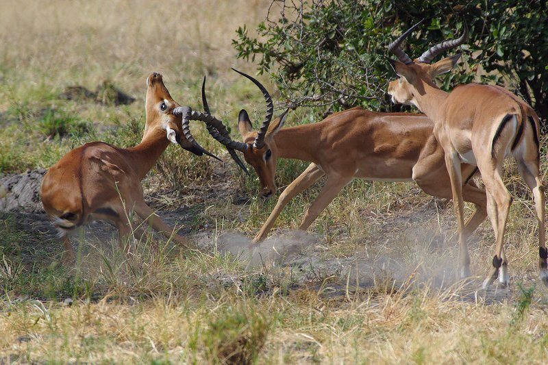 Битваphoto preview